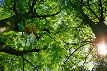 Soft focus of green big trees with the ray of light, green nature, World Environment Day