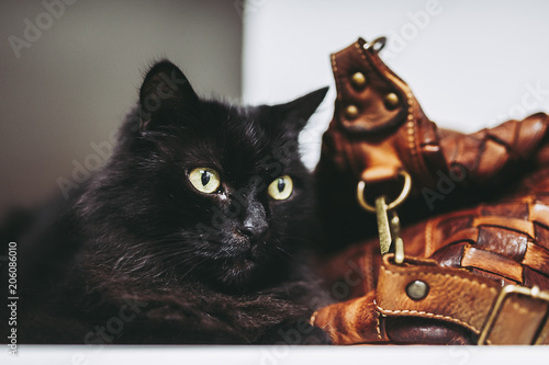 Portrait De Chat Noir Aux Yeux Jaune Buy This Stock Photo And Explore Similar Images At Adobe Stock Adobe Stock