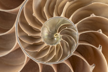 Brown Nautilus Shell