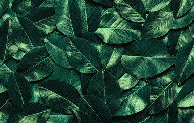 Green leaves background