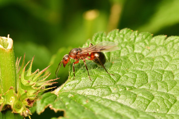 Poster - macro forest ant with wings the queen of the ant