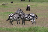 Fototapeta  - Zebras, Sergengeti, Great Migration, Africa