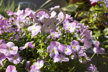 Close-up: Beautiful Flowers Of Pansies Are With An Image Of A Couple Of Cats In Love In A Heart. This Composition Is In A Garden With Flowers In Pots On A Sunny Day.