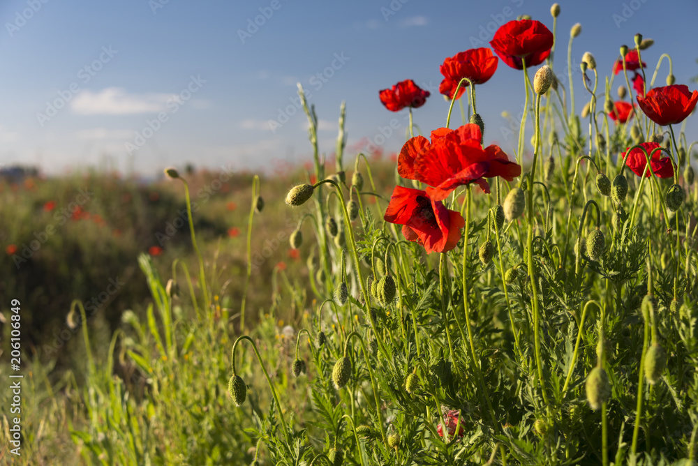 Group of red blossomed poppies and poppy field background in sunny day in Ukraine - obrazy, fototapety, plakaty 