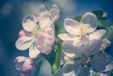 Fototapeta Kwiaty - Apple blossoms over blurred nature background