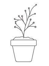 Branch With Seeds In Pot Vector Illustration Design