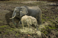 The Last Surviving Elephants On Cracked Earth Background. Concept Of Endangered, Love , Survival , Global Warming , Loneliness And Pollution Concept.