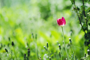  Red tulip flower in the meadow. Colorful spring background.