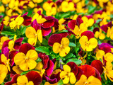 Flowers pansy top down beautiful field of green grass close up blurred as background in the nature yellow and red color, panorama.