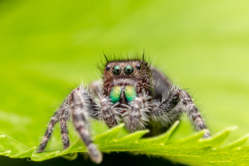 jumping spider