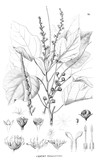 Fototapeta Sypialnia - Illustration of plant