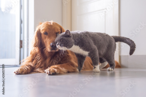 British Short Hair Cat And Golden Retriever Buy This Stock Photo