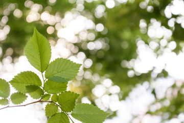Wall Mural - green color image，green leaf