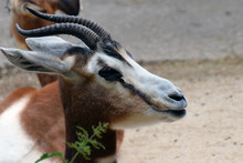 Dama Gazelle (Nanger Dama), Also Known As Addra Or Mhorr Gazelle .