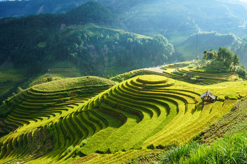 Terraced rice field in harvest season in Mu Cang Chai, Vietnam. Mam Xoi popular travel destination.