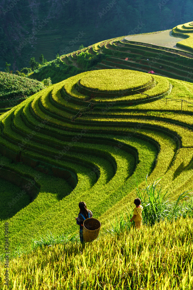 Plissee mit Motiv - Terraced rice field in harvest season in Mu Cang Chai, Vietnam. Mam Xoi popular travel destination.