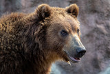 Fototapeta Maki - Portrait of brown bear (Ursus arctos beringianus). Kamchatka brown bear.