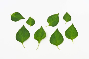 Wall Mural - leaf on white background