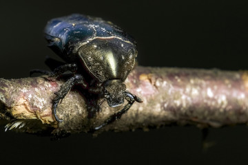 black beetle sits on the branch. macro shot.