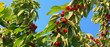 Cherries hanging on tree branch.
