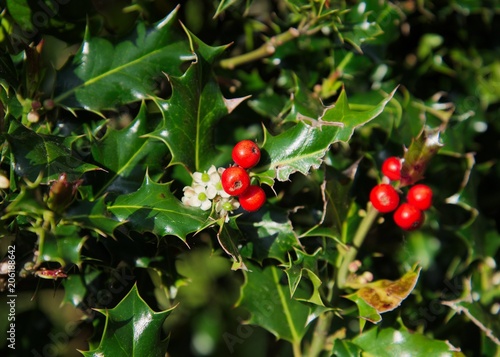 Wild Green Holly Bush With Bright Red Berries And Small White Flowers Stock Photo Adobe Stock