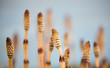 brown common horsetail on blue background