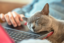 British Shorthair Cat Sleeping On Laptop. Close Portrait In Daylight. Horizontal Orientation 