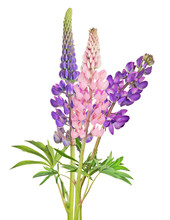 Bunch Of Three Isolated Lupine Flowers