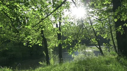 Wall Mural - The camera moves along the coast of the flatter lake to summer sunny day. Beams of the sun shine in the camera through leaves of trees