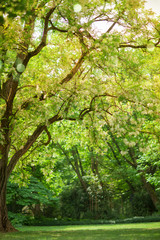 soft yellow sunlight falls through a beautiful big tree with white blossom in springtime can be used as background