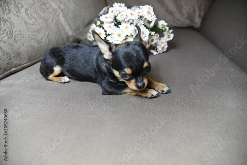 Dog Animal Puppy Pet Cute Chihuahua Canine Black Small Breed White Mammal Brown Isolated Young Animals Little Domestic Portrait Terrier Pup Doggy Looking Pets Purebred Stock Photo Adobe Stock