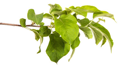 branch of an apple tree with green leaves. isolated on white background