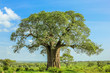Leinwandbild Motiv Baobab tree in Tarangire National Park in Tanzania. its enormous size. on blue sky.