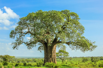 Baobab tree in Tarangire National Park in Tanzania. its enormous size. on blue sky.