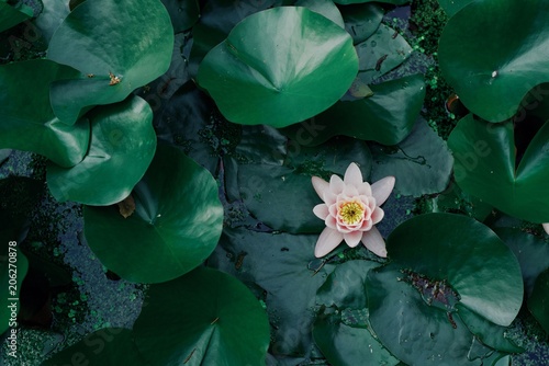 green natural background, leaves and pink water lily, empty copyspace, design pa Poster