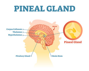 Canvas Print - Pineal gland anatomical cross section vector illustration diagram with human brains.