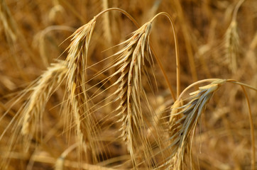 Spikes of rye at the field