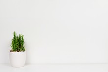 Indoor Cactus Plant In A White Pot. Side View On White Shelf Against A White Wall. Copy Space.