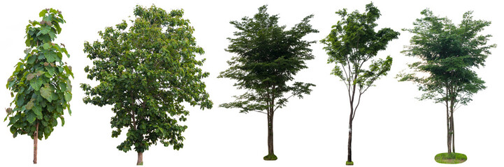 Big tree isolated.