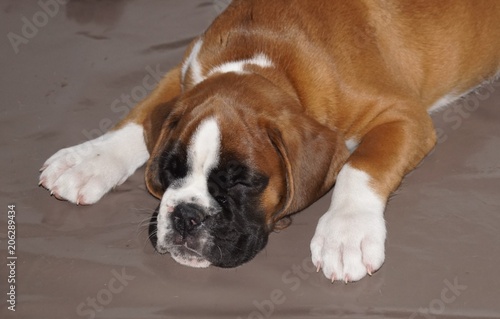 Magnifique Chiot Boxer Fauve Age De 2 Mois Stock Photo Adobe Stock Magnifique Chiot Boxer Fauve Age De 2 Mois Stock Photo Adobe Stock