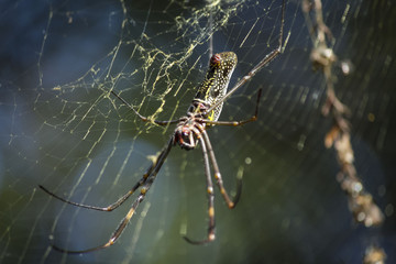 spider