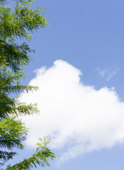 Cypress Tree and blue sky