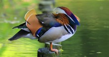 Single Male Mandarin Duck Bird Resting On A Wooden Post At A Wetland Pond During Spring Nesting Period
