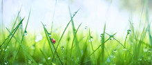 Fresh Juicy Young Grass In Droplets Of Morning Dew And A Ladybug In Summer Spring On A Nature Macro. Drops Of Water On The Grass, Natural Wallpaper, Panoramic View, Soft Focus.