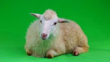 Canvas Print - a sheep lies on a green screen