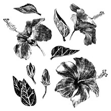 Hand Drawn Hibiscus Leaves, Flowers And Buds