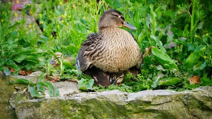 Wall Mural - Mallard 