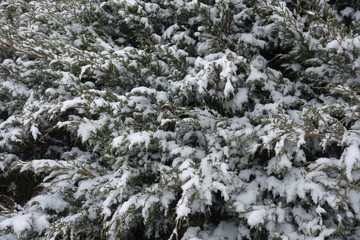 Evergreen foliage of savin juniper covered with snow in winter