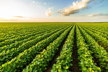 Green Ripening Soybean Field, Agricultural Landscape