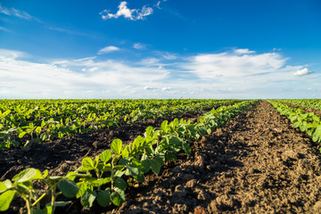 Wall Mural - Green ripening soybean field, agricultural landscape